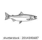 Hand drawn salmon fish icon symbol vector illustration
