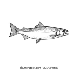 Hand drawn salmon fish icon symbol vector illustration