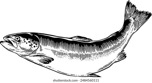 Hand drawn Salmon Fish Sketch Illustration