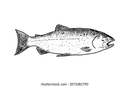 Hand Drawn Salmon Fish Vector