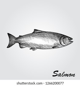 Hand Drawn Salmon Sketch Symbol isolated on white background. Vector of Fishing elements In Trendy Style. Sketch of saltwater sea or freshwater river fish species flounder