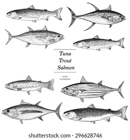 Hand Drawn Salmon Tuna and Trout Illustrations 