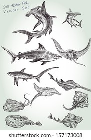 hand drawn salt water fish vector set