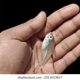 Hand drawn saltwater srinding fish isolated on black background