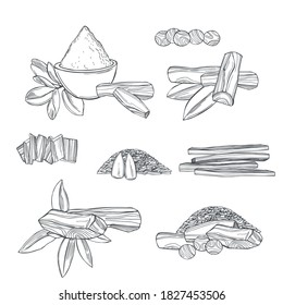  Hand drawn Sandalwood(Santalum) set on white background. Vector sketch  illustration