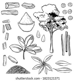  Hand drawn Sandalwood(Santalum) set. Vector sketch  illustration.