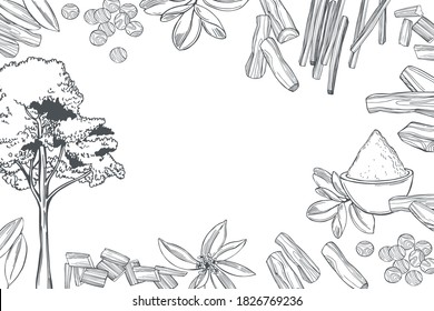  Hand drawn Sandalwood(Santalum) . Sketch  illustration.Vector background.