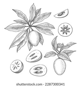 Hand drawn sapodilla. Manilkara zapota sketch on white, evergreen sapote fruts, engraved chicozapote berries, vintage chico, chicle etching, naseberry nispero pencil design