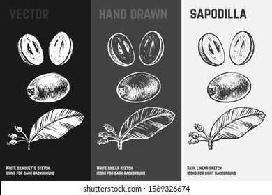 Hand drawn sapodilla or sapota icons set isolated on white, gray and black chalk background. Sketch of exotic fruits for packaging and menu design. Vintage vector illustrations.