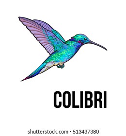 Hand drawn sapphire hummingbird, colorful sketch style vector illustration isolated on white background. Hand drawing of turquoise humming bird, scientific ornithological illustration