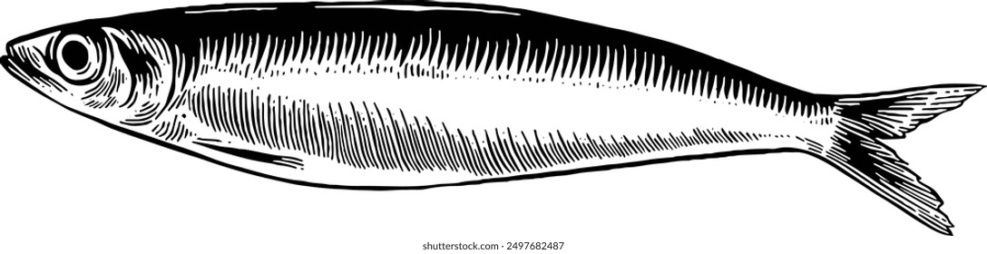 Hand drawn Sardine Fish Seafood Sketch Illustration