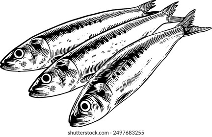 Hand drawn Sardines Fish Seafood Sketch Illustration