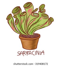 hand drawn Sarracinia ,Carnivorous Plant vector