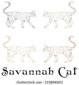 Hand Drawn Savannah Cat Vector Illustration
