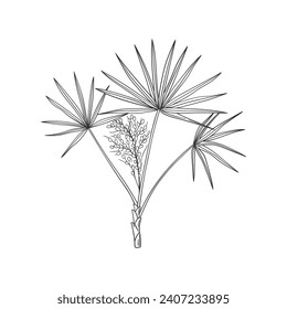 Hand drawn Saw Palmetto medicinal tree