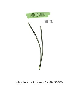 Hand drawn scallion micro greens. Vector illustration in sketch style isolated on white background