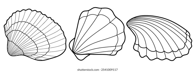 Vieira desenhada à mão e molusco esboço preto. conchas do mar rabiscar definido com estilo rabiscar.