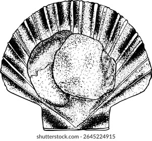 Hand drawn scallop illustration in stripped sketch style for seafood packaging gourmet recipe books culinary branding and shellfish-themed projects Vector illustration