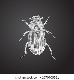 Hand drawn scarab sketch symbol. Vector ground beetle element in trendy style.