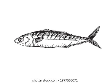 Hand drawn scomber sketch. Fish ink illustration for menu
