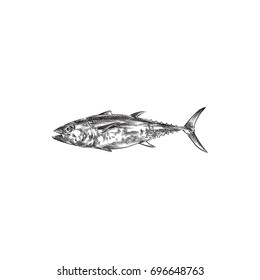 Hand Drawn Scomber Sketch Symbol. Vector Tuna Fish Element In Trendy Style.