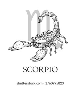 Hand drawn Scorpio. Zodiac symbol in vintage gravure or sketch style. Old-fashioned scorpion in attack pose. Retro astrology constellation mysterious illustration isolated on white.