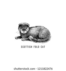Hand drawn scottish fold cat. Vector illustration