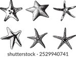 Hand drawn sea animals. Starfish vector illustration isolated on white background. Set of starfish silhouette