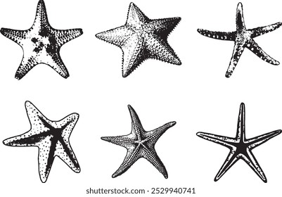 Animales marinos dibujados a mano. Ilustración vectorial de estrella de mar aislada sobre fondo blanco. Conjunto de silueta de estrella de mar