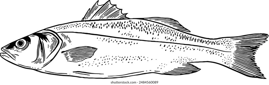 Hand drawn Sea bass Fish Sketch Illustration
