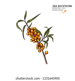 Hand drawn sea buckthorn branch. Vector colorfull engraved illustration. Healing tea and medical eatable berry. Food ingredient, cooking, beauty. For cosmetic package design, medicinal herb, treating.