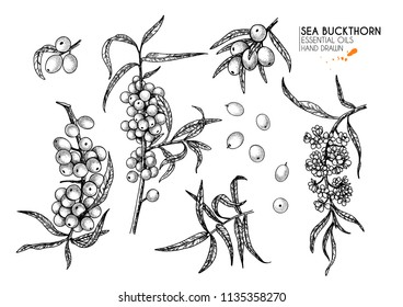 Hand drawn sea buckthorn branches. Vector engraved illustration. Healing tea and medical eatable berry. Food ingredient, cooking, beauty. For cosmetic package design, medicinal herb, treating.