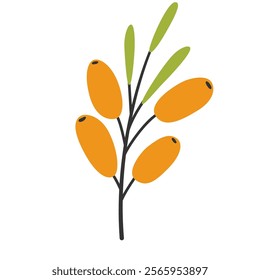 Hand drawn sea buckthorn twig, simple flat style. Wild forest berries
