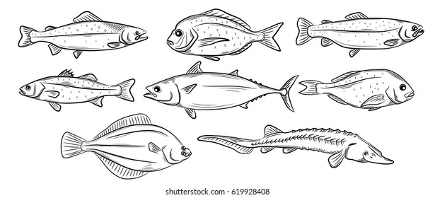 Hand drawn Sea fishes set. Decorative icons salmon, red perch, shellfish turbot, dorado, rainbow trout, tuna, sturgeon, sea bass. Vector illustration in old ink style