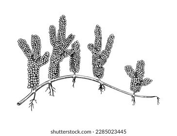 Hand drawn sea grapes - Umi budo  sketch. Caulerpa lentillifera - green caviar. Edible seaweed drawing isolated on white background. Green algae vector food illustration. Japanese cuisine ingredients