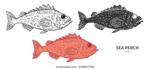 Hand drawn sea perch fish isolated on white background. Set cartoon element in outline, monochrome and color version. Vector illustration in retro vintage engraving style.