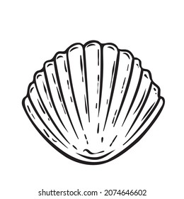 Hand drawn sea scallop, seashell vector illustration. Marine underwater theme.