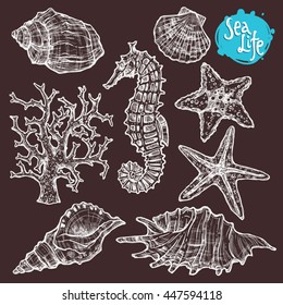 Hand Drawn Sea Set With Shells, Sea Horse, Starfish And Corals. Sea Life In Sketch Vintage Style On Blackboard