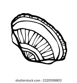 Hand drawn Sea shell. Conch or clam shell ink line art freehand design element on white background. Vector illustration.