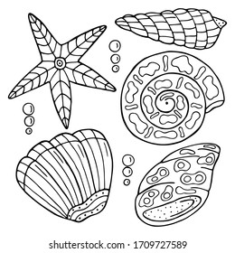 Hand drawn sea shell isolated on a white background. Coloring book for children and adults. Simple outline antistress drawing.