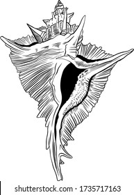 Hand drawn sea shell isolated on white background.  Vector line art illustration.