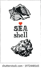 Hand drawn sea shell isolated on white. illustration for your design. Vector illustration. 