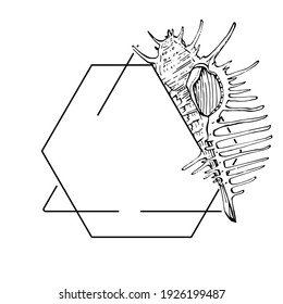 Hand drawn sea shell logo, frame, border, promo element. Brand emblem template. Minimalistic monogram. Rustic elegant trademark or logotypes background. 