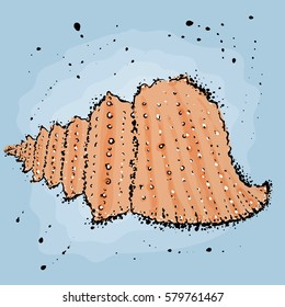 Hand drawn sea shell marine  illustration in watercolor style.