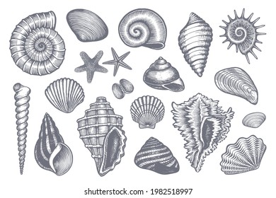 Hand drawn sea shell on white background. Vector illustration