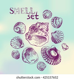 Hand drawn sea shell. Set of vector sketches shells. Shell illustration for your design.