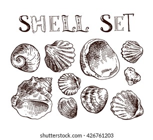 Hand drawn sea shell. Set of vector sketches shells. Shell illustration for your design.