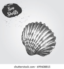Hand drawn Sea Shell sketch isolated on white background. 