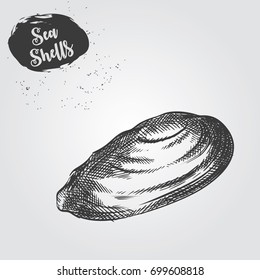 Hand drawn Sea Shell sketch isolated on white background. 