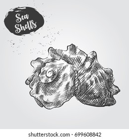 Hand drawn Sea Shell sketch isolated on white background. 